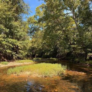 Photo #19 of Mountain Coleman Road, Appomattox, VA 112.8 acres