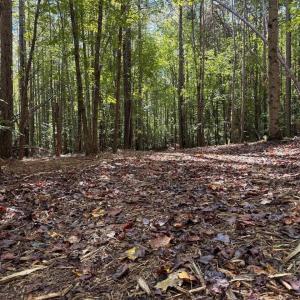 Photo #13 of Mountain Coleman Road, Appomattox, VA 112.8 acres