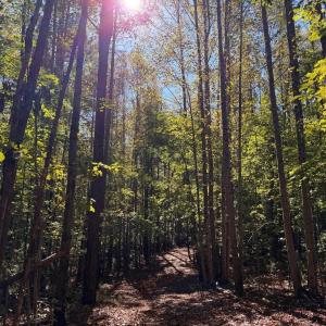 Photo #5 of Mountain Coleman Road, Appomattox, VA 112.8 acres