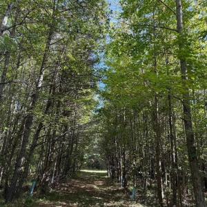 Photo #15 of Mountain Coleman Road, Appomattox, VA 112.8 acres