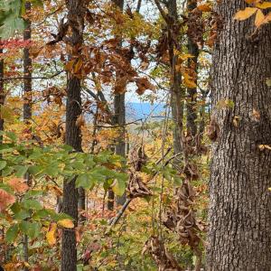 Photo #4 of Chase Trail Lane, Gladstone, VA 23.8 acres