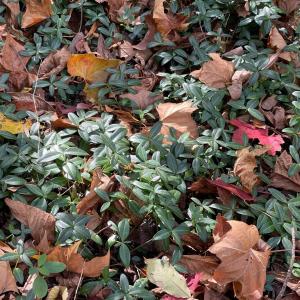 Photo #5 of Hunting Creek Road, Big Island, VA 6.1 acres