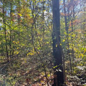 Photo #11 of Hunting Creek Road, Big Island, VA 6.1 acres