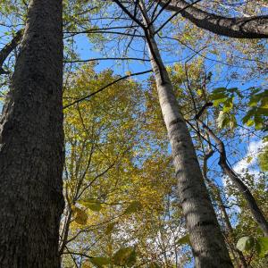 Photo #14 of Hunting Creek Road, Big Island, VA 6.1 acres