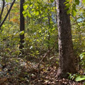 Photo #13 of Hunting Creek Road, Big Island, VA 6.1 acres