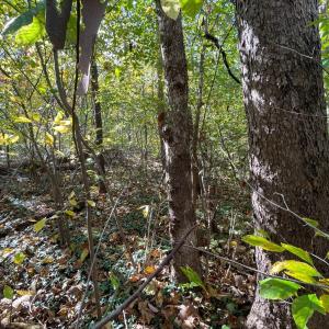 Photo #9 of Hunting Creek Road, Big Island, VA 6.1 acres