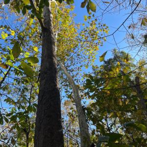 Photo #7 of Hunting Creek Road, Big Island, VA 6.1 acres