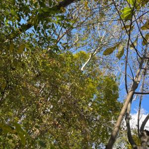 Photo #10 of Hunting Creek Road, Big Island, VA 6.1 acres