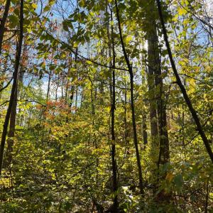 Photo #12 of Hunting Creek Road, Big Island, VA 6.1 acres