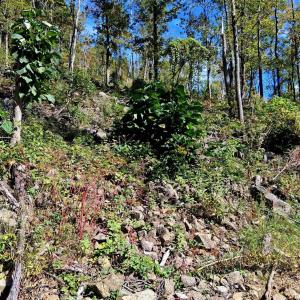 Photo #15 of Mount Horeb Road, Amherst, VA 60.6 acres