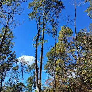 Photo #12 of Mount Horeb Road, Amherst, VA 60.6 acres