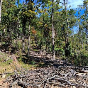 Photo #16 of Mount Horeb Road, Amherst, VA 60.6 acres