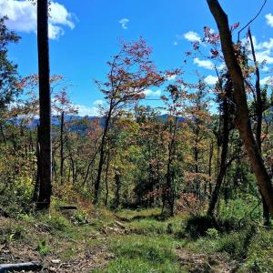 Photo #7 of Mount Horeb Road, Amherst, VA 60.6 acres