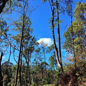 Photo #13 of Mount Horeb Road, Amherst, VA 60.6 acres