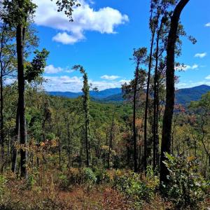 Photo #8 of Mount Horeb Road, Amherst, VA 60.6 acres