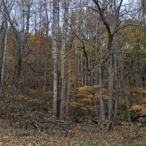 Photo #1 of North Fork, Amherst, VA 37.9 acres