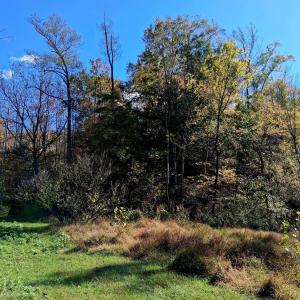 Photo #11 of North Fork, Amherst, VA 92.3 acres