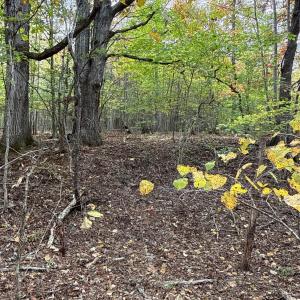 Photo #13 of 195 Ramey Hodge Drive, Martinsville, VA 11.0 acres