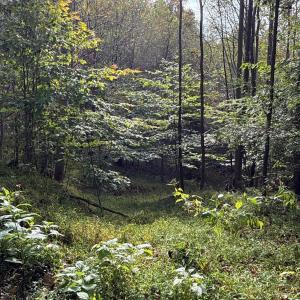 Photo #48 of 195 Ramey Hodge Drive, Martinsville, VA 11.0 acres