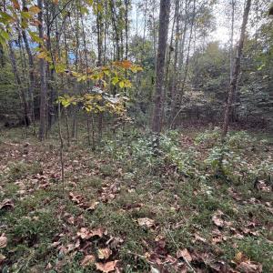 Photo #24 of 195 Ramey Hodge Drive, Martinsville, VA 11.0 acres