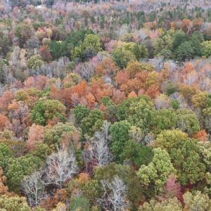 Photo #2 of Acorn Road, Nathalie, VA 17.9 acres