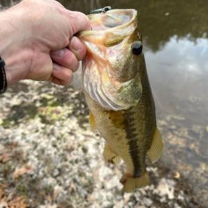 Photo #50 of 7941 Sugar Hill Road, Brookneal, VA 48.6 acres