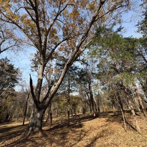 Photo #15 of 9 Dulwich Drive, Amherst, VA 21.7 acres