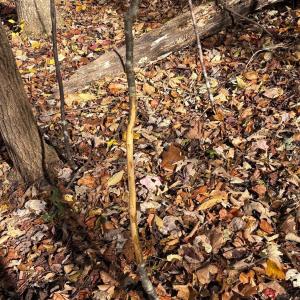 Photo #9 of 99 Richmond Highway, Amherst, VA 15.3 acres