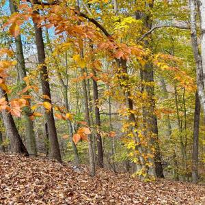 Photo #5 of Buck Hollow Road, Amherst, VA 50.0 acres