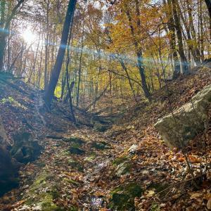 Photo #4 of Buck Hollow Road, Amherst, VA 50.0 acres