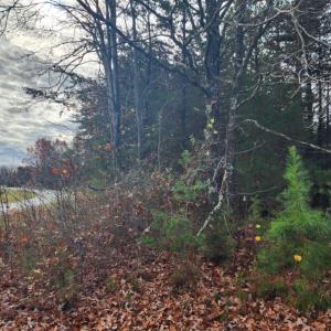 Photo #8 of Wildway Road, Appomattox, VA 37.5 acres