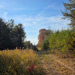 Photo #3 of Wildway Road, Appomattox, VA 37.5 acres