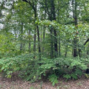 Photo #2 of Oregon Trail, Bedford, VA 20.4 acres