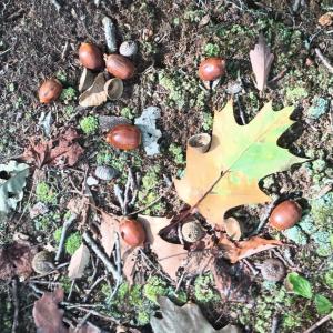 Photo #24 of Oakcrest Lane, Nellysford, VA 7.9 acres