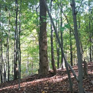 Photo #18 of Oakcrest Lane, Nellysford, VA 7.9 acres