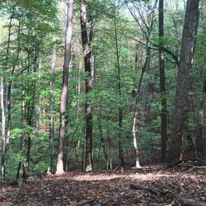 The edge of the bluff