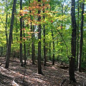 Photo #7 of Oakcrest Lane, Nellysford, VA 7.9 acres