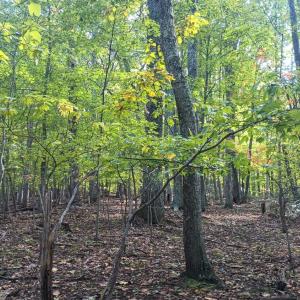 Photo #12 of Oakcrest Lane, Nellysford, VA 7.9 acres