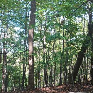 Photo #10 of Oakcrest Lane, Nellysford, VA 7.9 acres