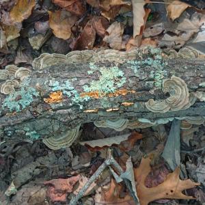 Medicinal Turkey Tail mushrooms growing in the woods