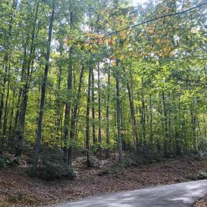 A lower section of lot 3 road frontage