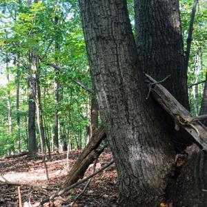 Photo #22 of Oakcrest Lane, Nellysford, VA 7.9 acres