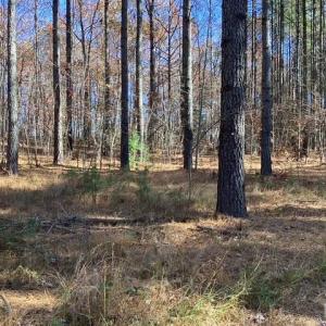 Photo #21 of Lewis Ford Road, Brookneal, VA 45.1 acres