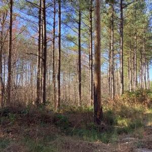 Photo #10 of Lewis Ford Road, Brookneal, VA 45.1 acres