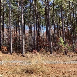 Photo #12 of Lewis Ford Road, Brookneal, VA 45.1 acres