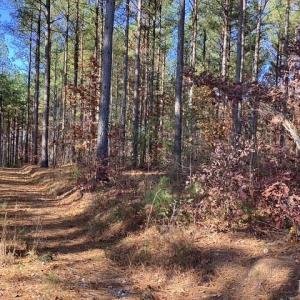 Photo #4 of Lewis Ford Road, Brookneal, VA 45.1 acres