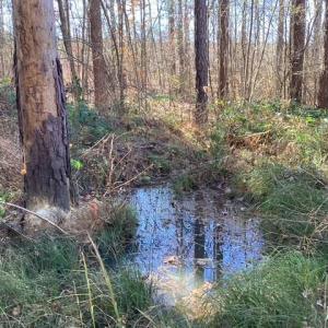 Photo #19 of Lewis Ford Road, Brookneal, VA 45.1 acres