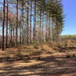 Photo #11 of Lewis Ford Road, Brookneal, VA 45.1 acres