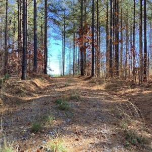 Photo #23 of Lewis Ford Road, Brookneal, VA 45.1 acres