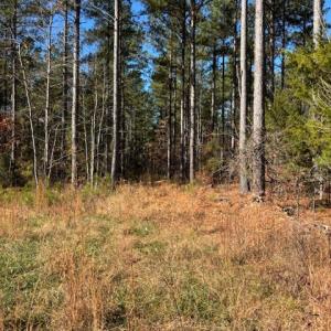 Photo #25 of Lewis Ford Road, Brookneal, VA 45.1 acres